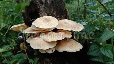 自然界背景中的毒蘑菇.. 蘑菇<strong>通常</strong>在雨季长大。